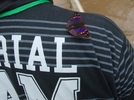 Papillon d'Iguazu
