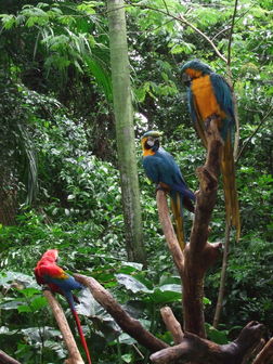 Parc des oiseaux