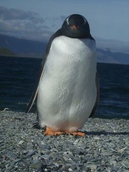 Pingouin de la Terre de Feu