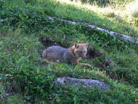 Renard de Terre de Feu