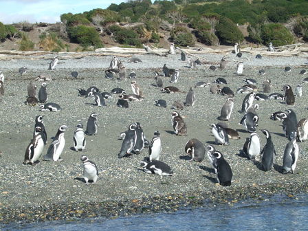 Île des pingouins