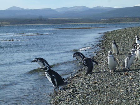 Île des pingouins