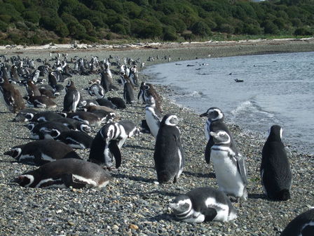 Île des pingouins