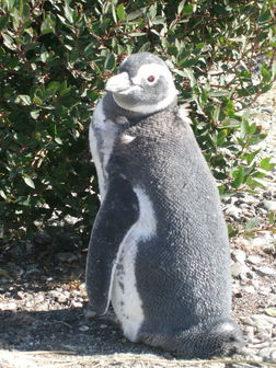 Île des pingouins
