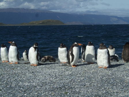 Île des pingouins