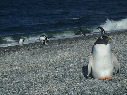 Île des pingouins