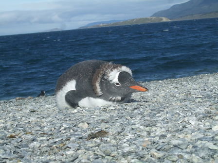 Île des pingouins