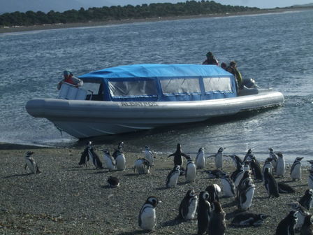 Île des pingouins