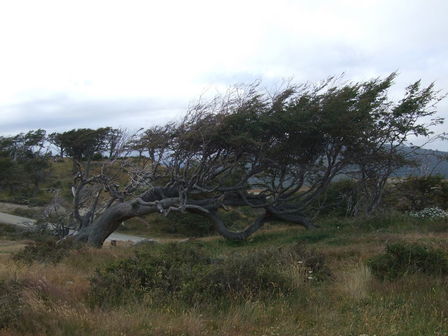 Arbre drapeau