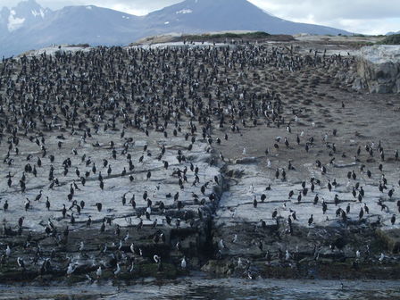Île des cormorans