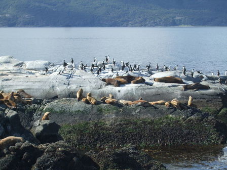 Île des loups marins