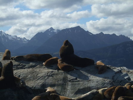 Île des loups marins