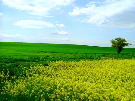 Field by Sudeepuk (c) http://www.flickr.com/photos/sudeepuk/127023579/