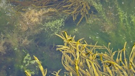 Les algues de la pointe de Beg-Pol by Y. Caradec http://www.flickr.com/photos/la_bretagne_a_paris/4902503870/