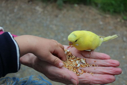 Oiseau et enfant