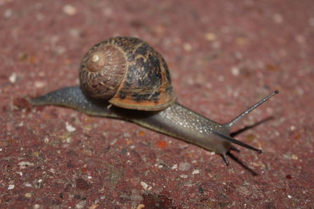 Escargot davronais