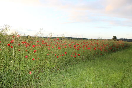 Coquelicots