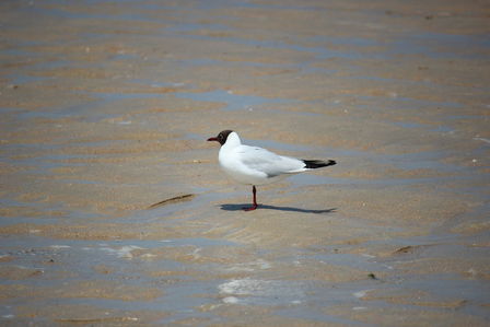 Mouette